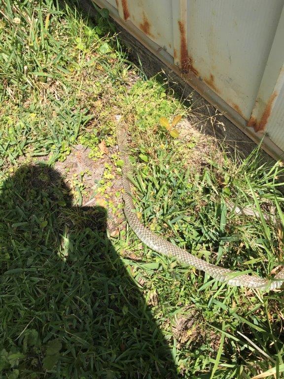 San Bernardino snake skin